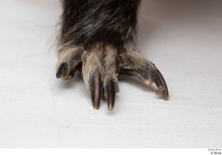 Nutria foot 0012.jpg